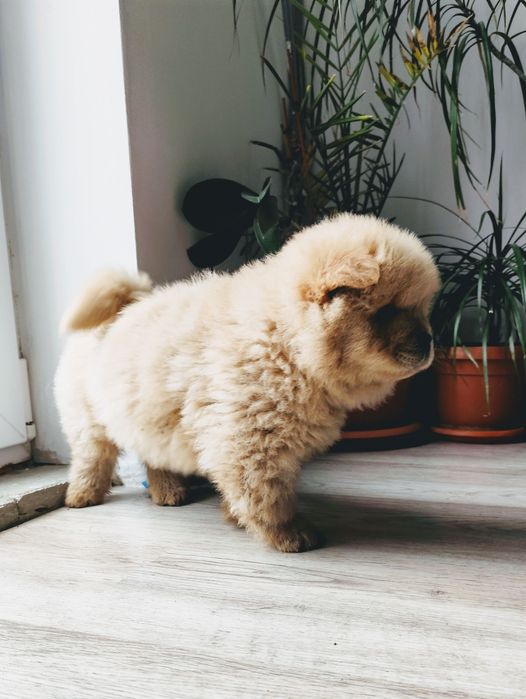 Puiut  Chow Chow