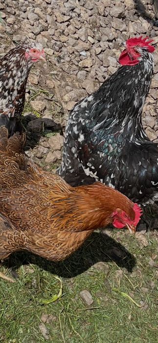 кокошки оргпингтон катунски (яйца)