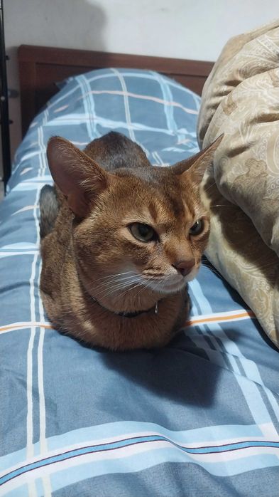 Абиссинский кот на вязку