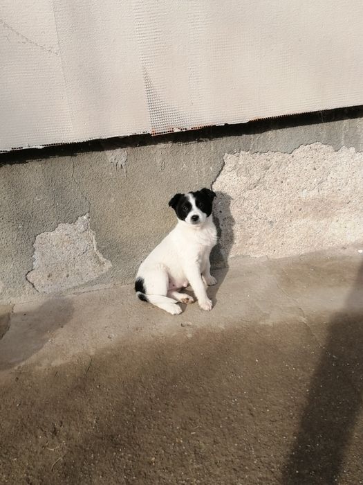 DONEZ căței metiș