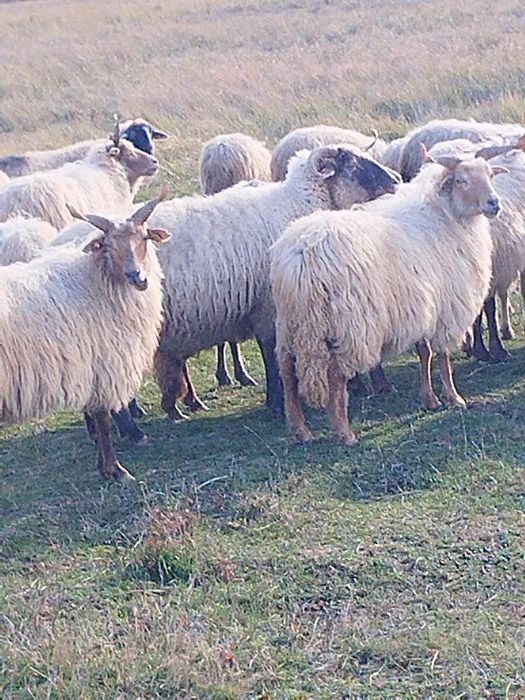 Vand 97 de oi Ratka majoritatea, și metis