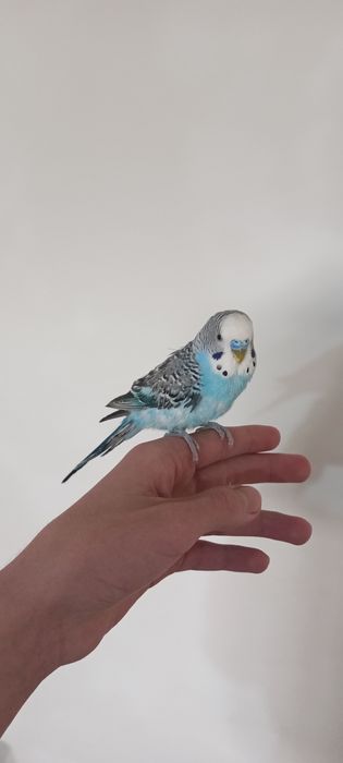 Продаю взрослого волнистого попугая, волнистые попугаи тоти.