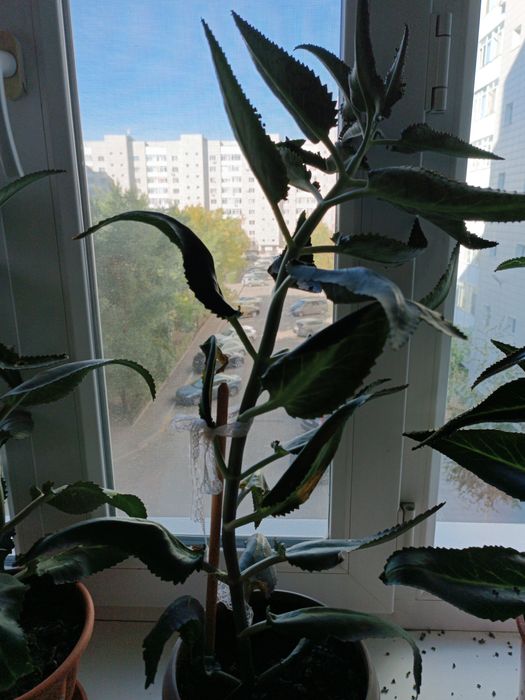 Продам лечебный коланхоэ.