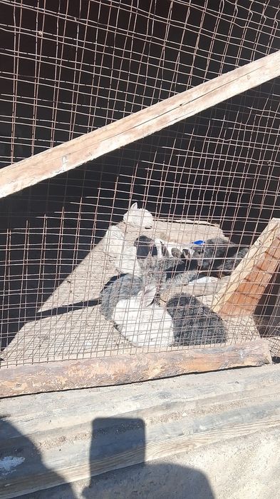 Қояндар сатылады