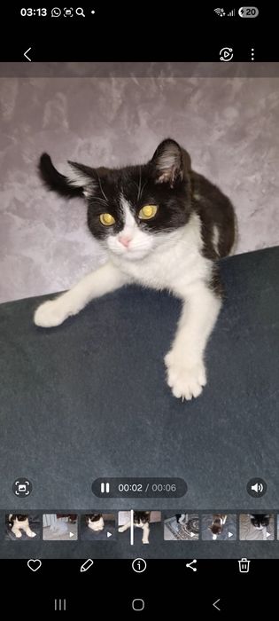 Малыш ищет мампап. Доставлю!