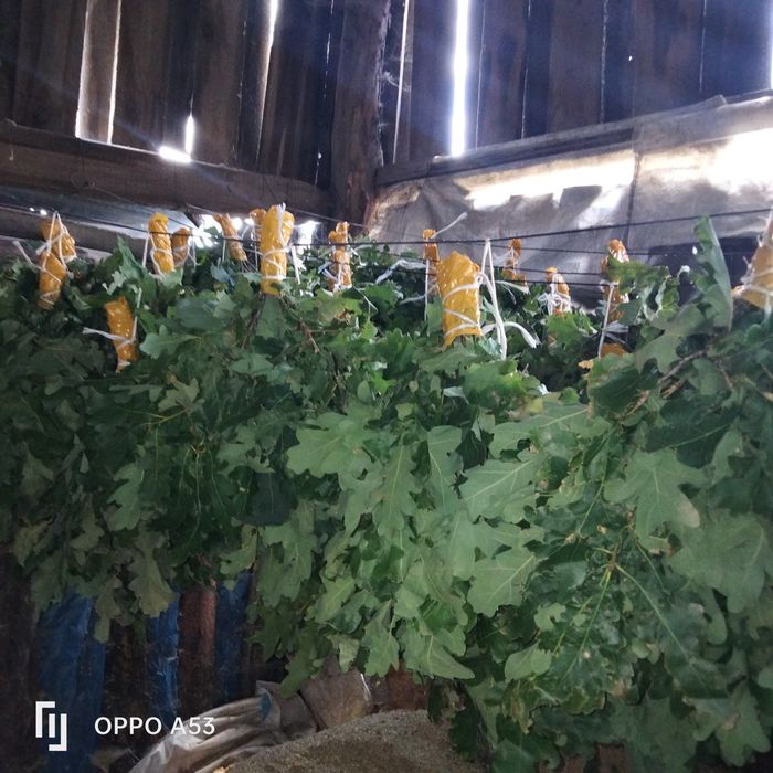 Продам дубовые веники