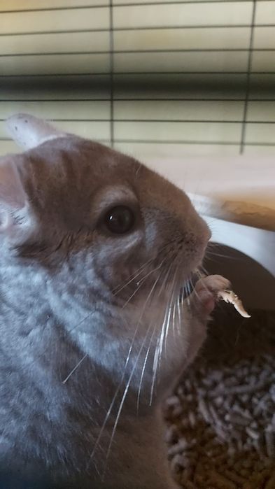 Chinchilla alba si brown velvet(sinsila)