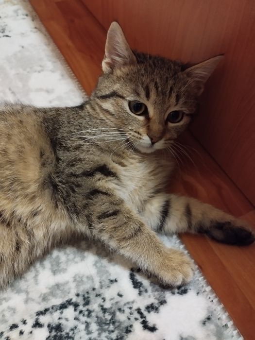 Женско котенце търси дом