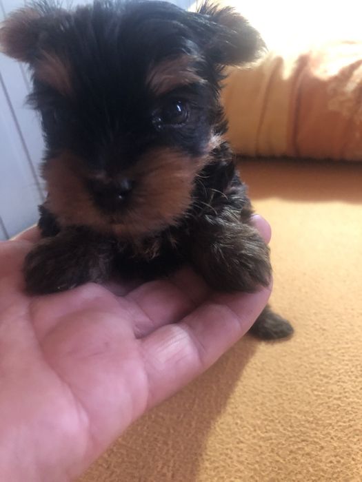 Yorkshire Terrier mini