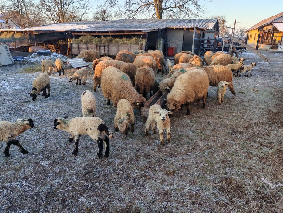 Vând  45 de oi cu miei