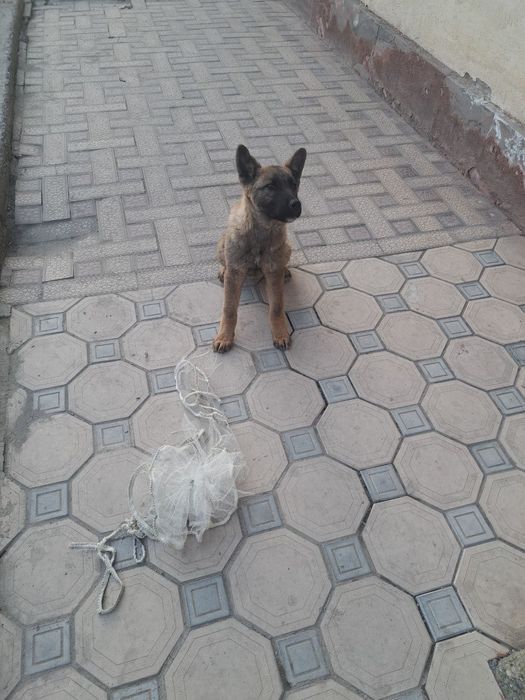 Белгия овчаркаси сотилади