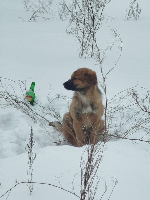 Замерзают щенки…