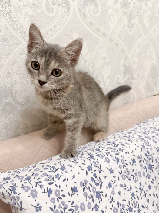 Котенок ищет любящую семью