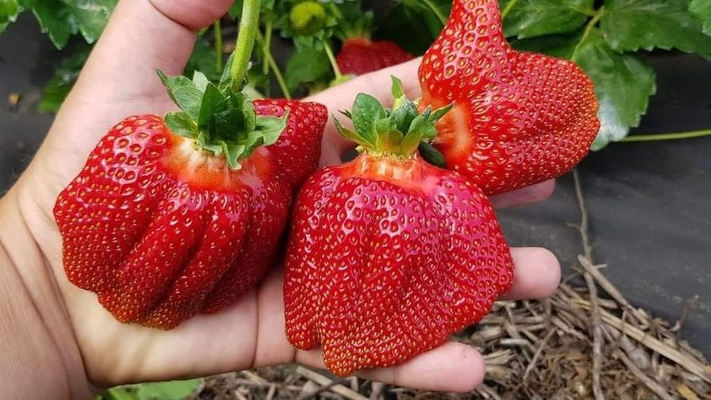 Разсад за ягоди 0.25€ целогодишни сезони и други само сега разполагаме