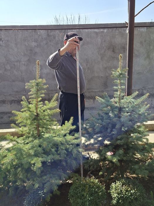 Goluboy Gel  ko'k archa ko‘chati sotiladi