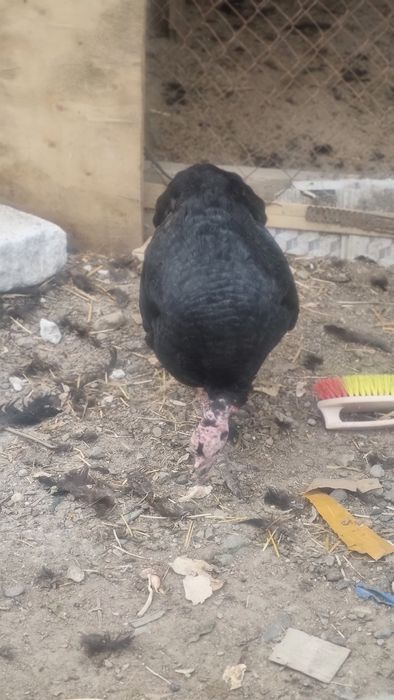 Продаются индуки