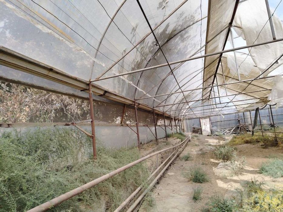 Иссикхона, теплица, парник