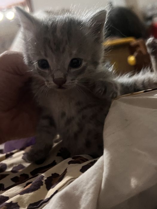 Котята чистые,отдам даром