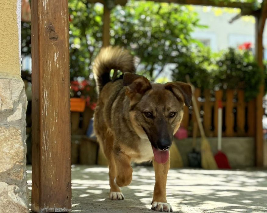 Подарявам кученце Зара