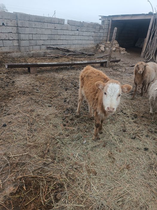 Бузау  сатылады  ургашы