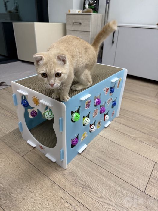 Котенок мальчик, читайте полностью объявление