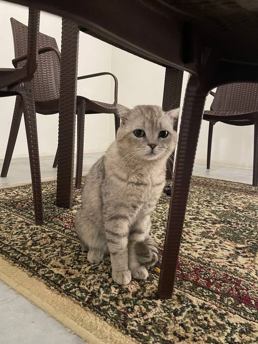 Серебранай Шиншила.