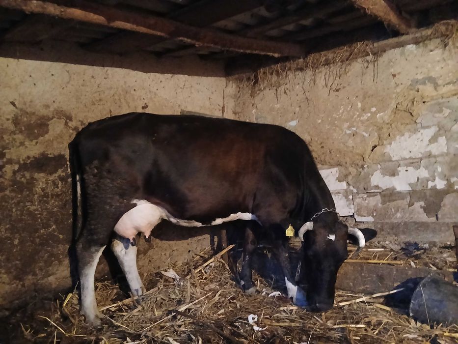 Vand vaca frumoasa cu lapte
