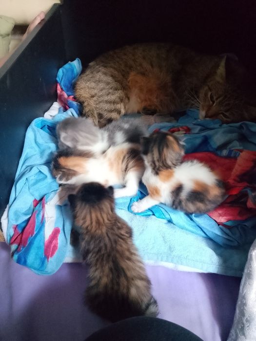 Одам даром котят три девочки один мальчик