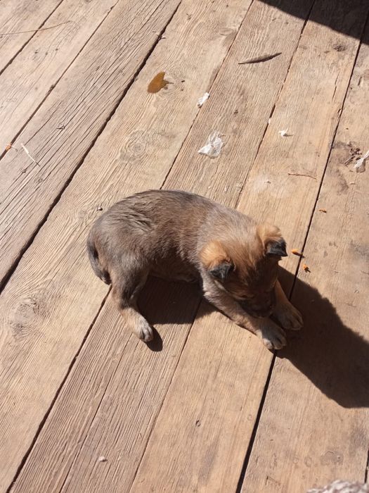 Отдам щенят в добрые руки