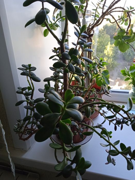 Продам комнатные цветы