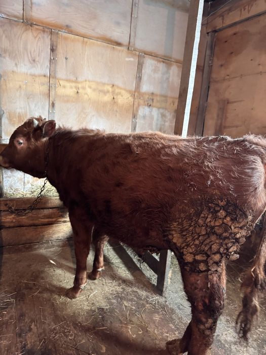 Продам бычков вышак  3 головы