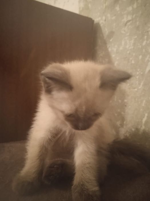 Котёнок ищет добрые руки