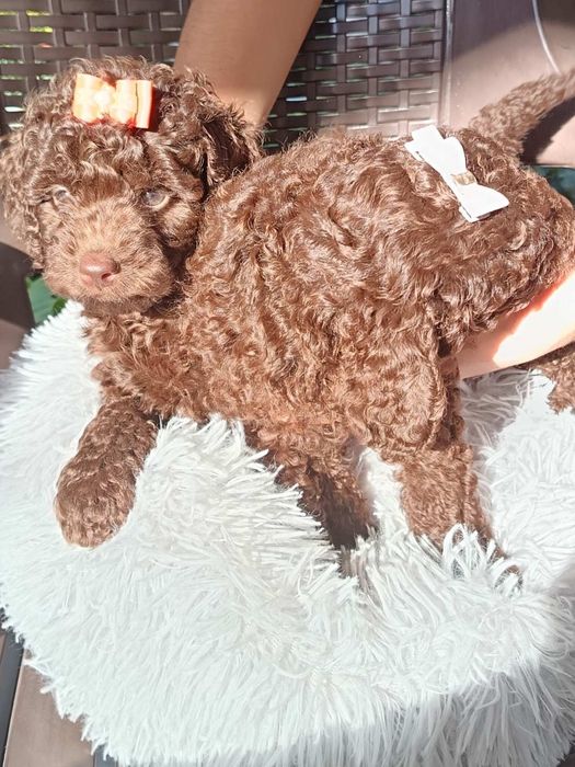 Пудел мини шоколад