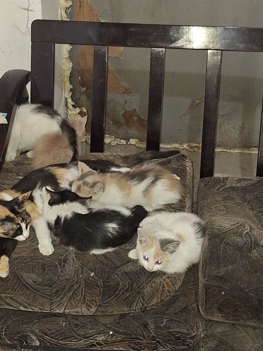 Отдам котят крысоловов