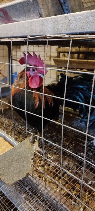 Яйца кур Феникс карлики.