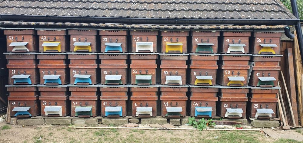 Vând stupi 12 rame cu cat 1/2