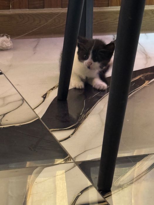 Отдадим котят бесплатно в добрые руки