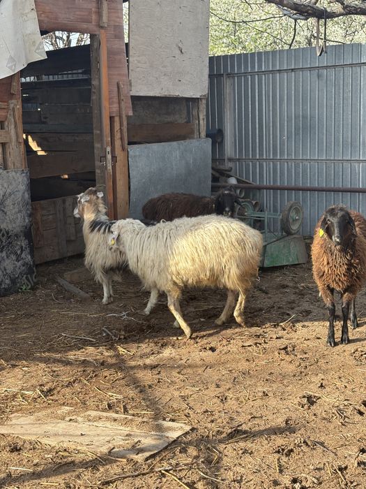 сойыска койлар сатылады