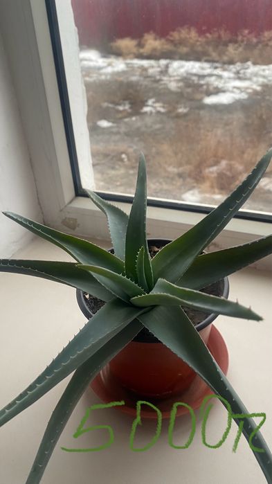 Алоэ вера лечебная