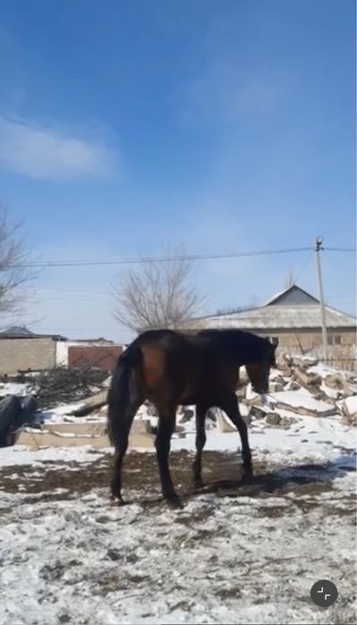 Бапталған айғыр,жылқы