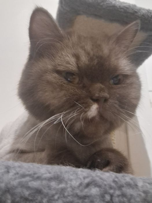 Породистый Британский кот