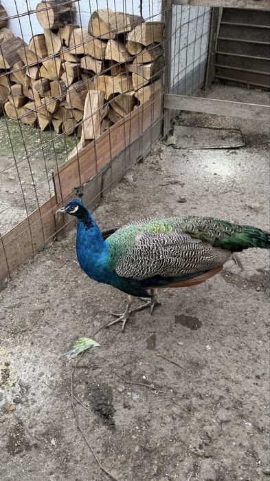 Vand paun sau pauni tineri pereche sau separat