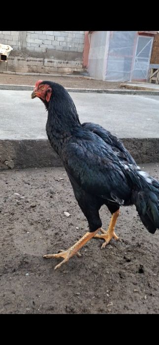 Дакан, бойцов...