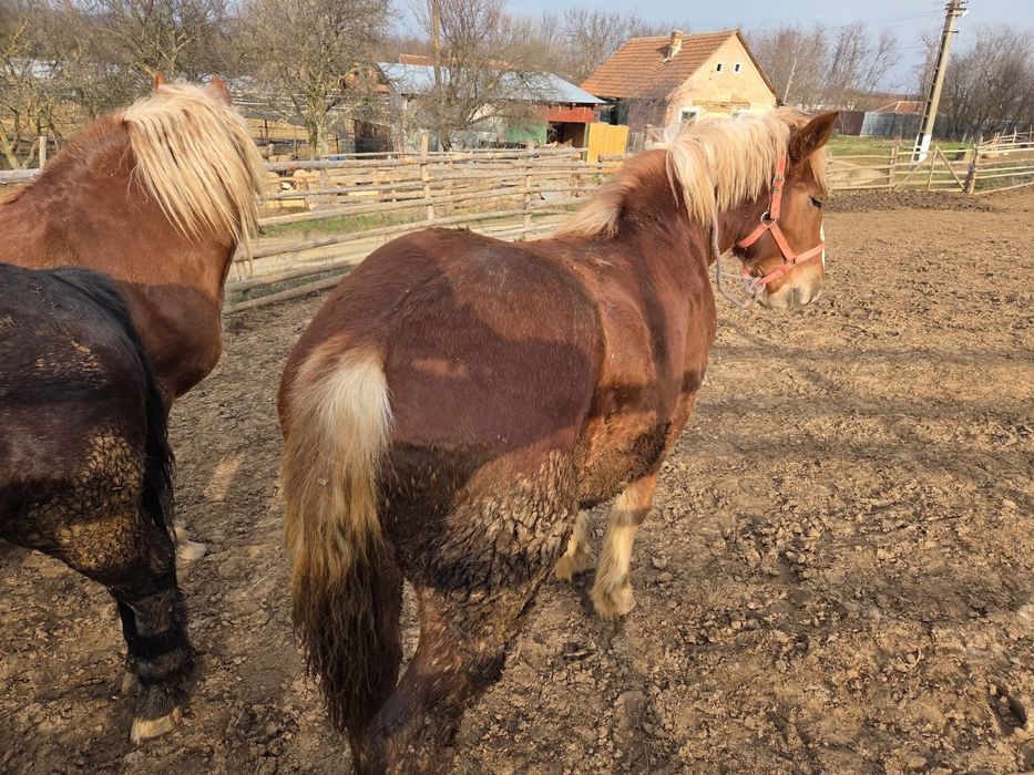 Vând manji tineri de 8 luni