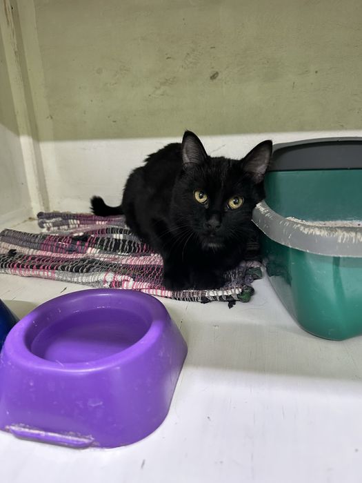 Котенок Сумрак ищет дом