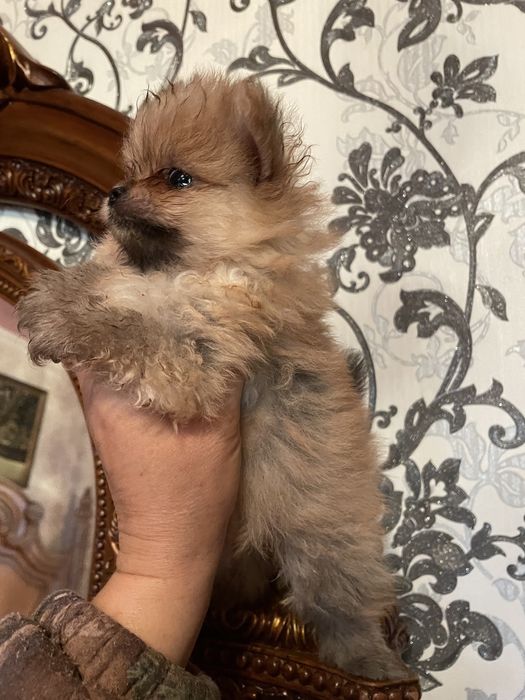 Щенки померанского шпица