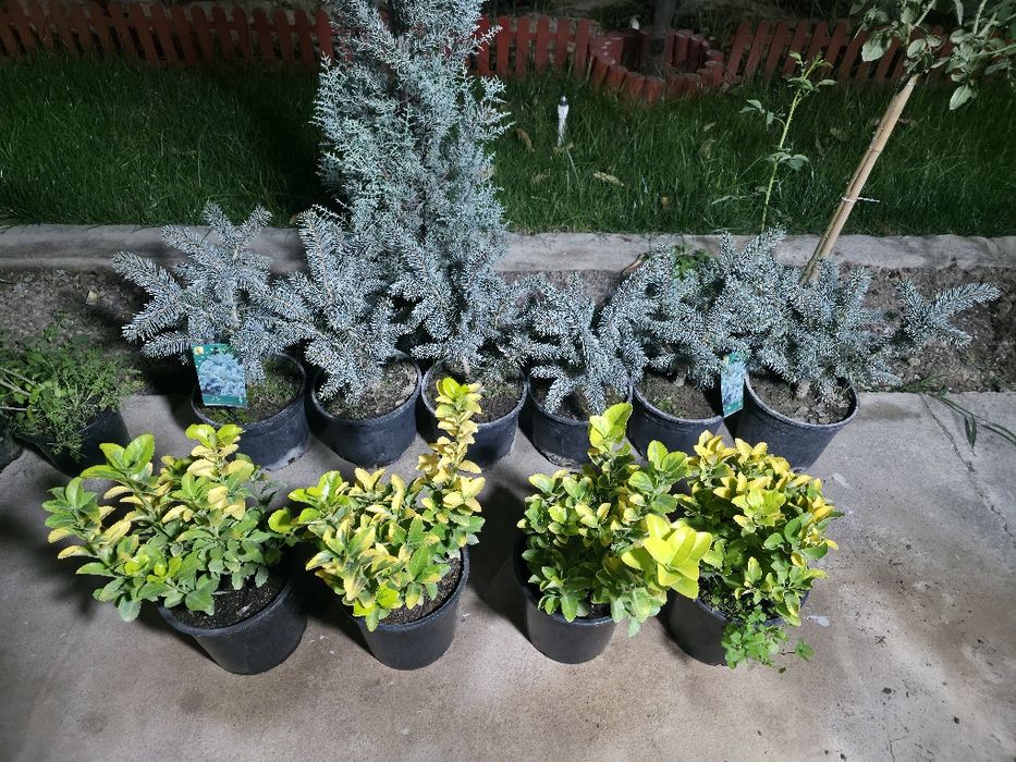 Ёл. Йел Полша Привазной. Ийонимус аурера. Кипарис