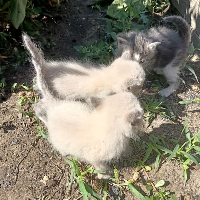 Отдам котят в добрые руки