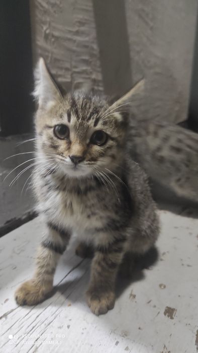 Отдам  котят в добрые руки
