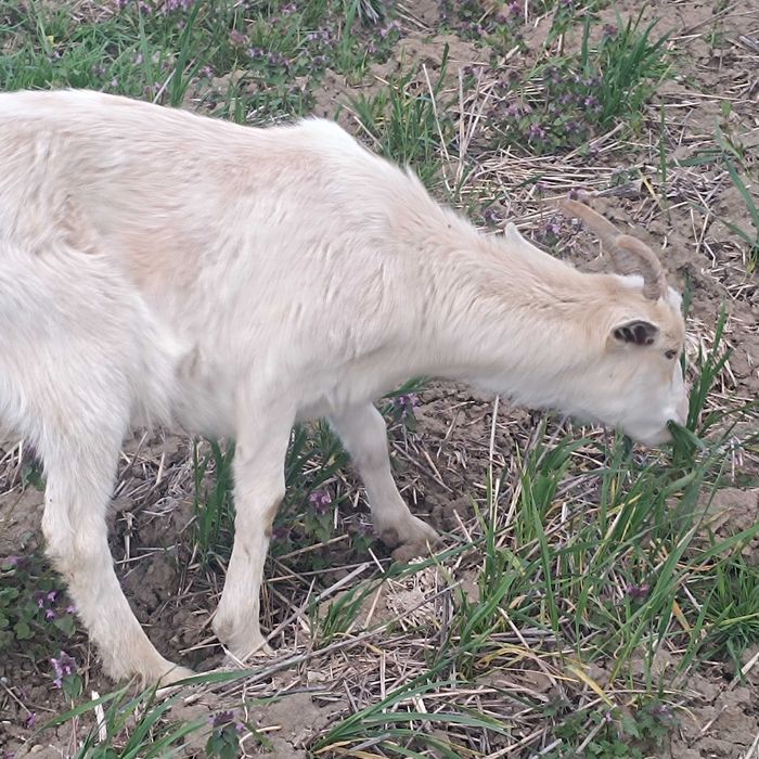 Продавам кози, яре и пръч.